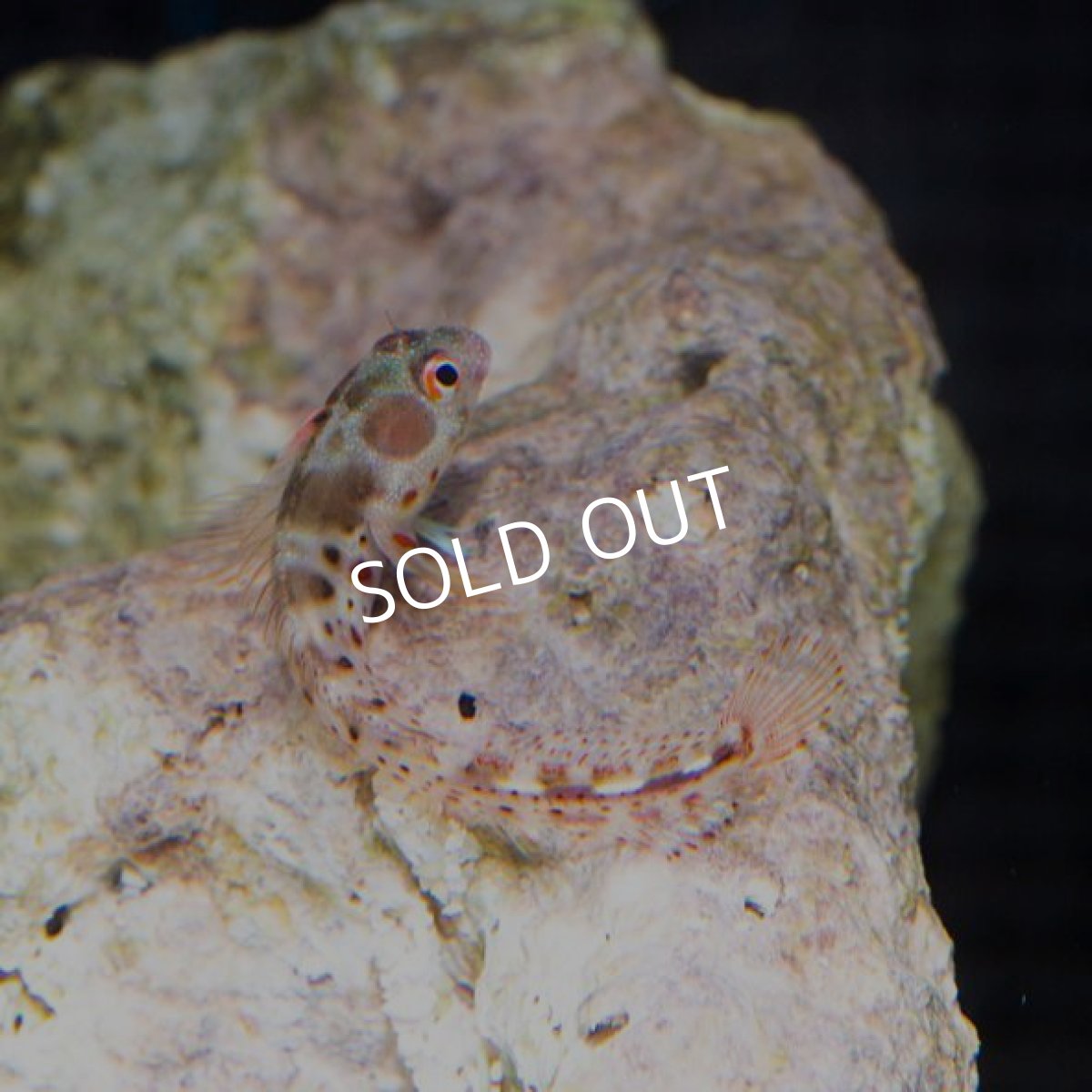 画像4: バーナクルブレニー  (4)