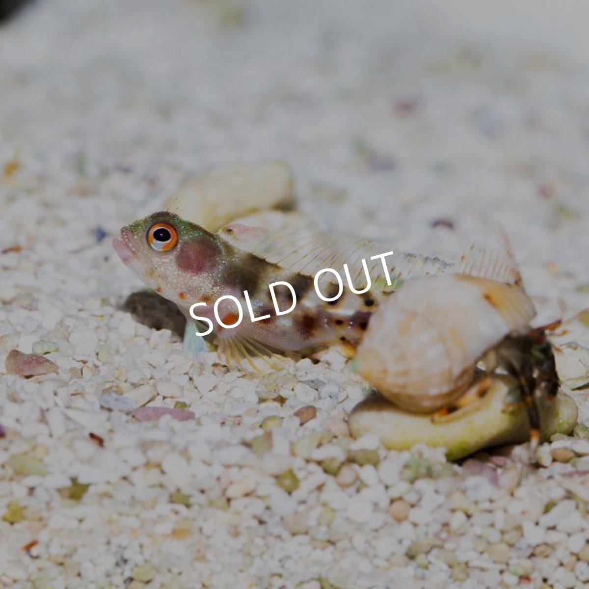 画像2: バーナクルブレニー  (2)