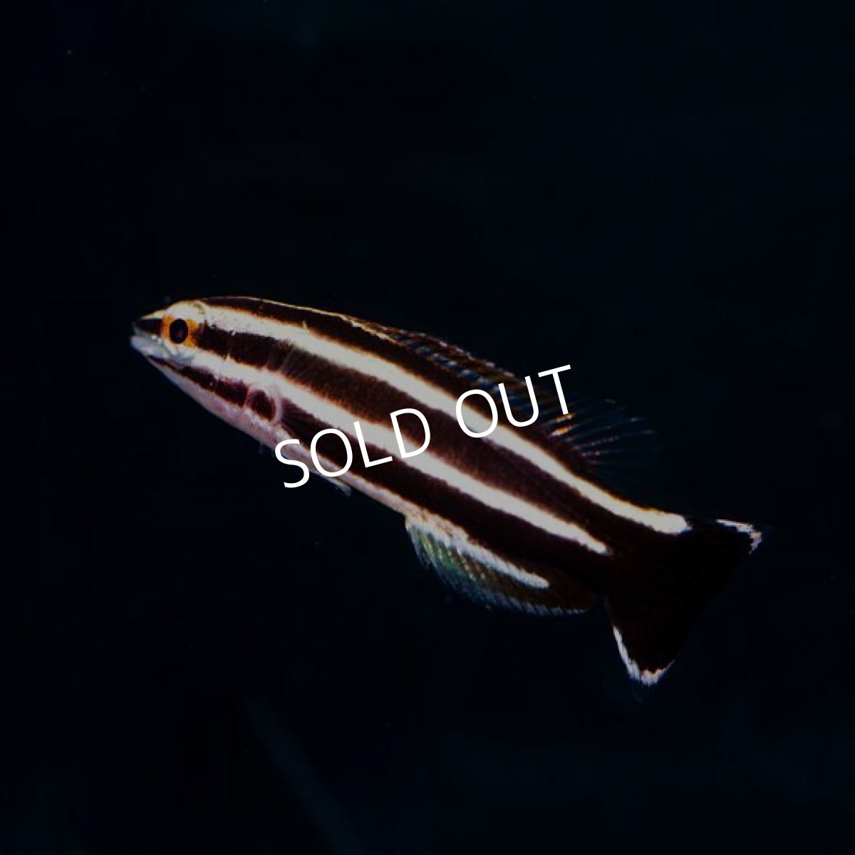 画像2: ペパーミントラス　幼魚 (2)