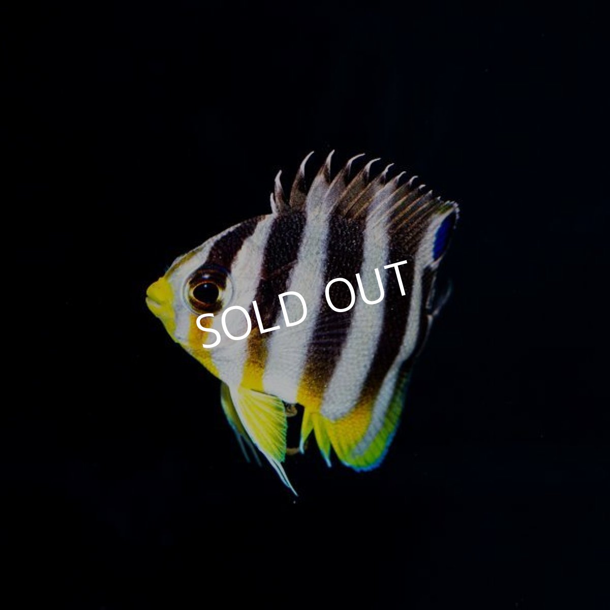 画像2: シマヤッコ ブリード  (2)