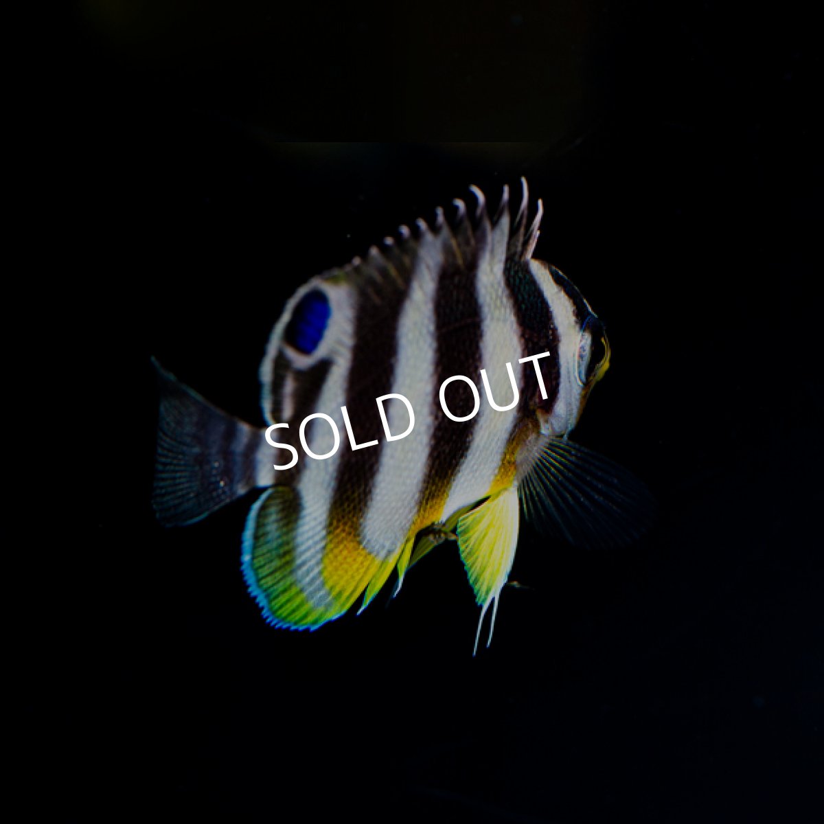 画像3: シマヤッコ ブリード  (3)