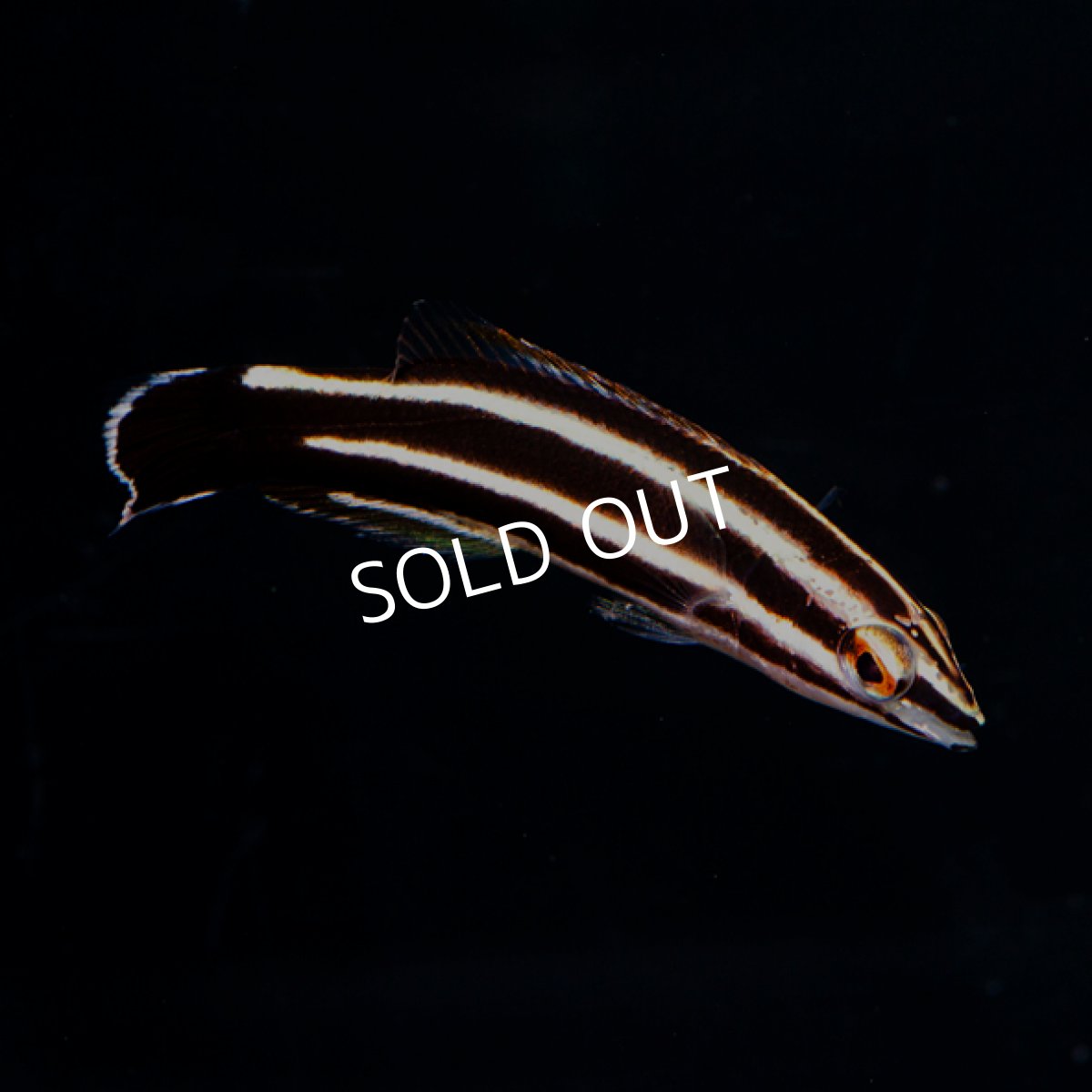 画像3: ペパーミントラス　幼魚 (3)