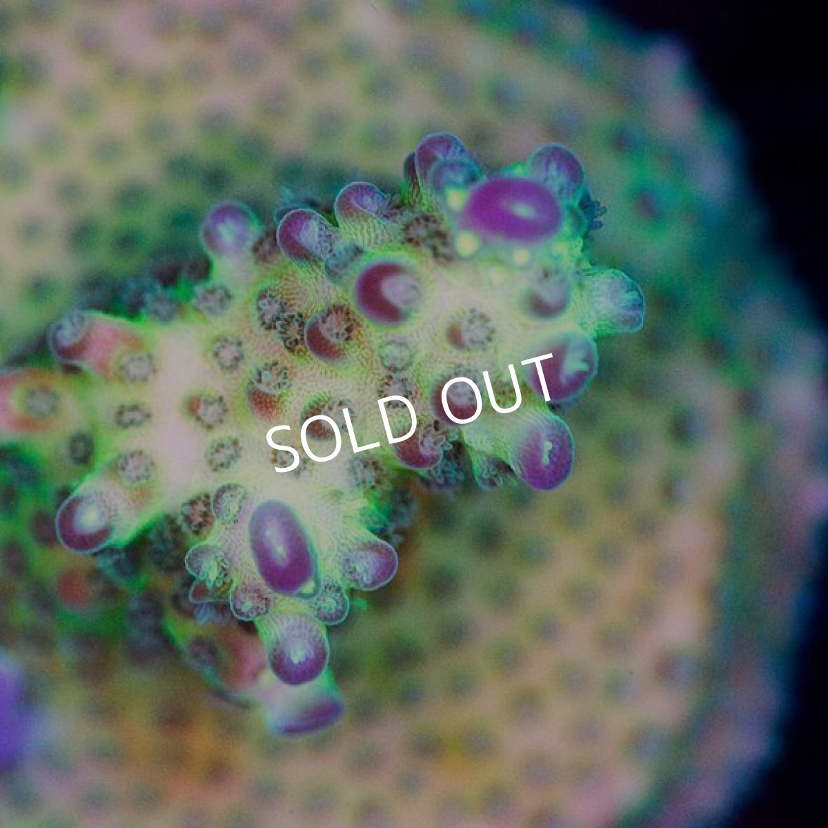 画像2: ■SALE■ CE Aurora (2)