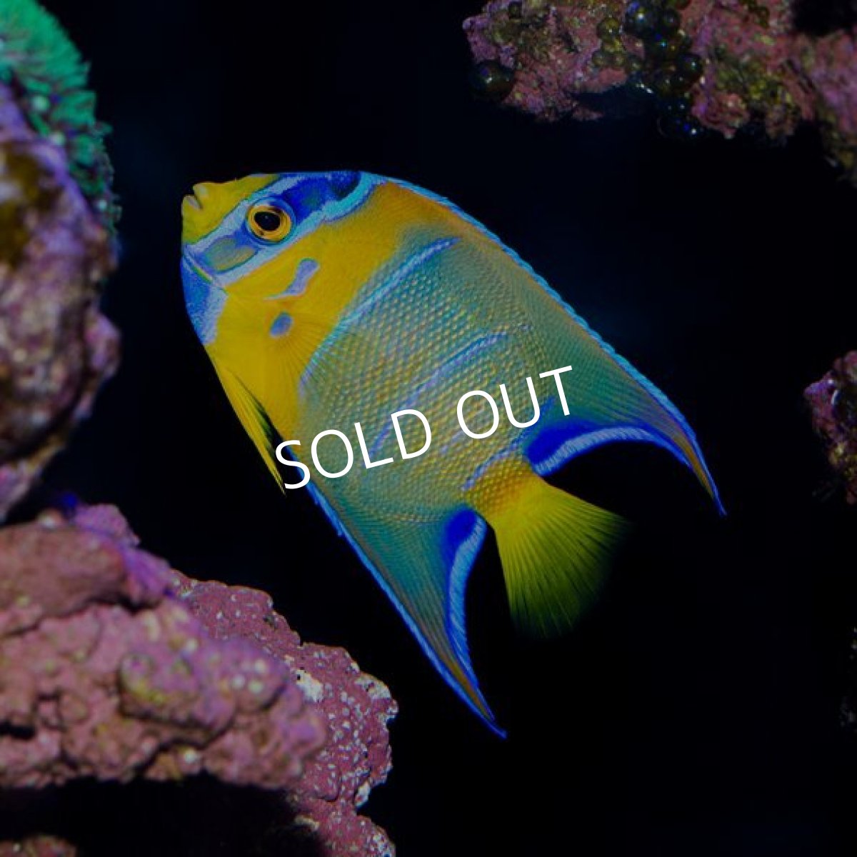 画像3: ■SALE■ クイーンエンゼル ベリーズ便 (3)