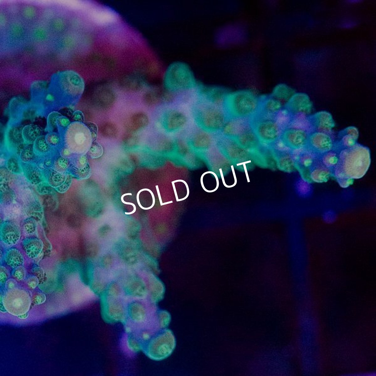 画像2:  CE Acro Green Purple Meanie (2)