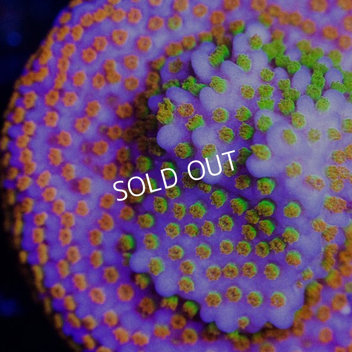 画像2:  CE Monti Rainbow (2)