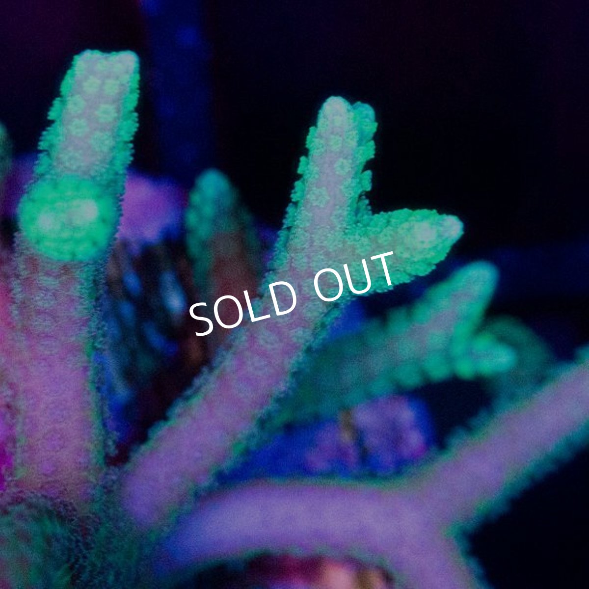 画像2: ■SALE■ CE Seriatpora Pink and Green Birds Nest (2)