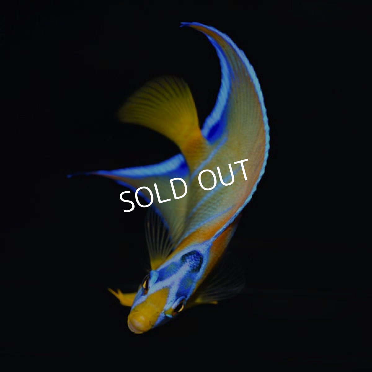 画像4: ■SALE■ クイーンエンゼル ベリーズ便 (4)