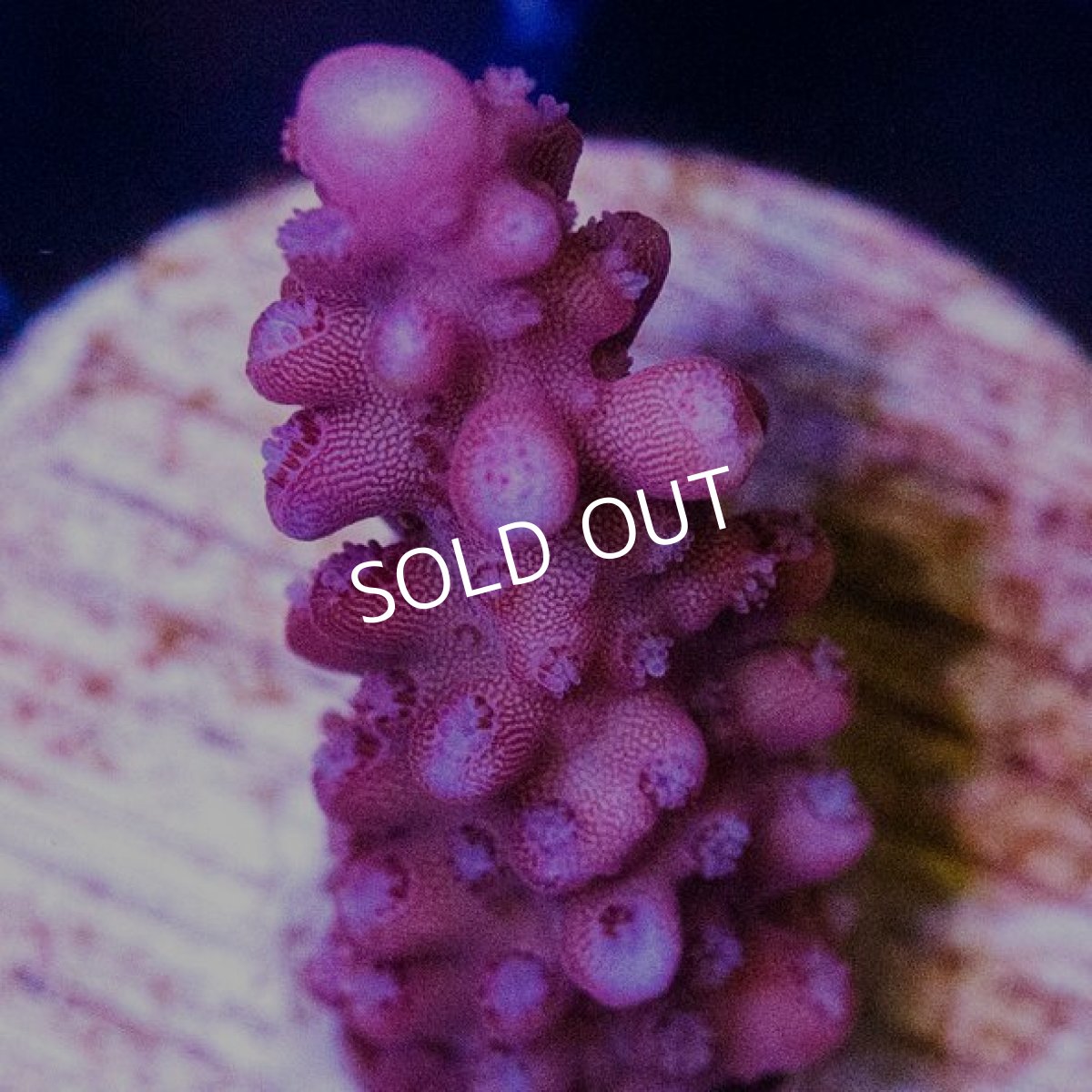 画像2: ■SALE■ CE Acro Stag Pink (2)