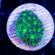 画像1:  CE Goniopora Neon Green Glitter (1)