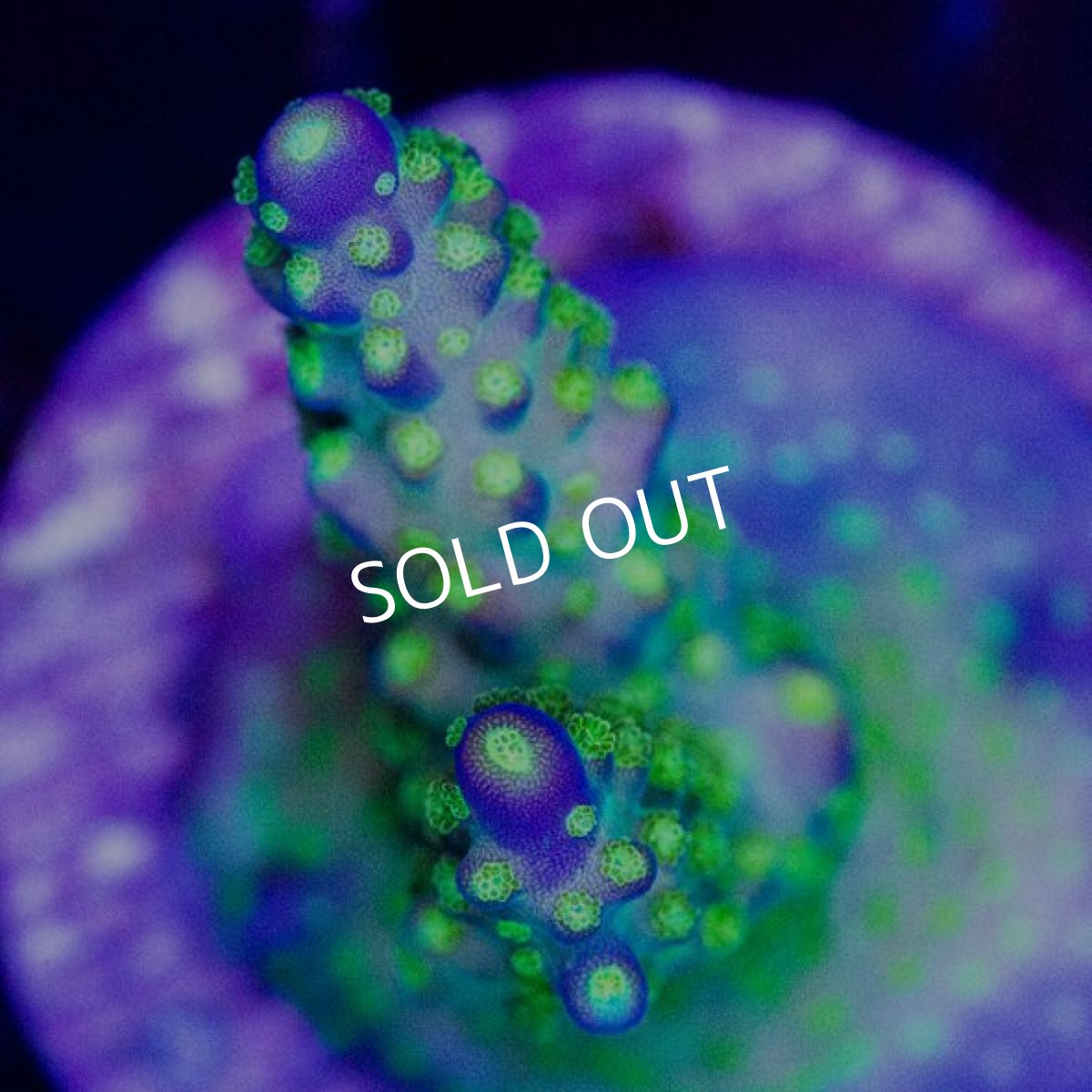 画像2:  CE Acr Ying Yang (2)