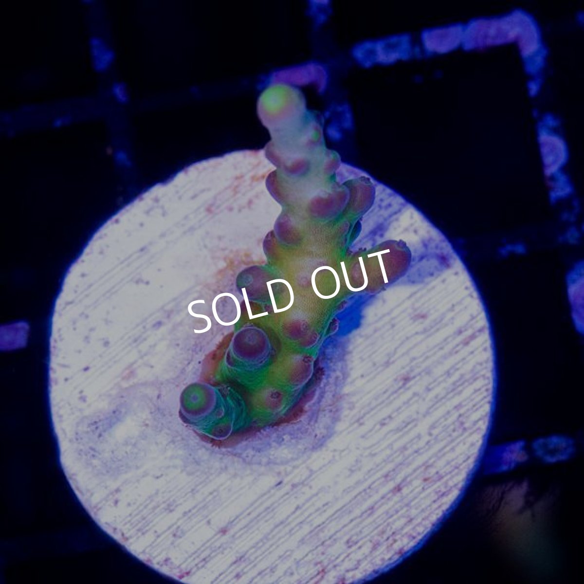 画像2: ■SALE30%OFF■　CE Acro Reverse Park (2)