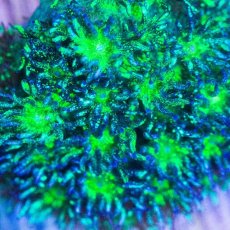 画像2:  CE Goniopora Neon Green Glitter (2)
