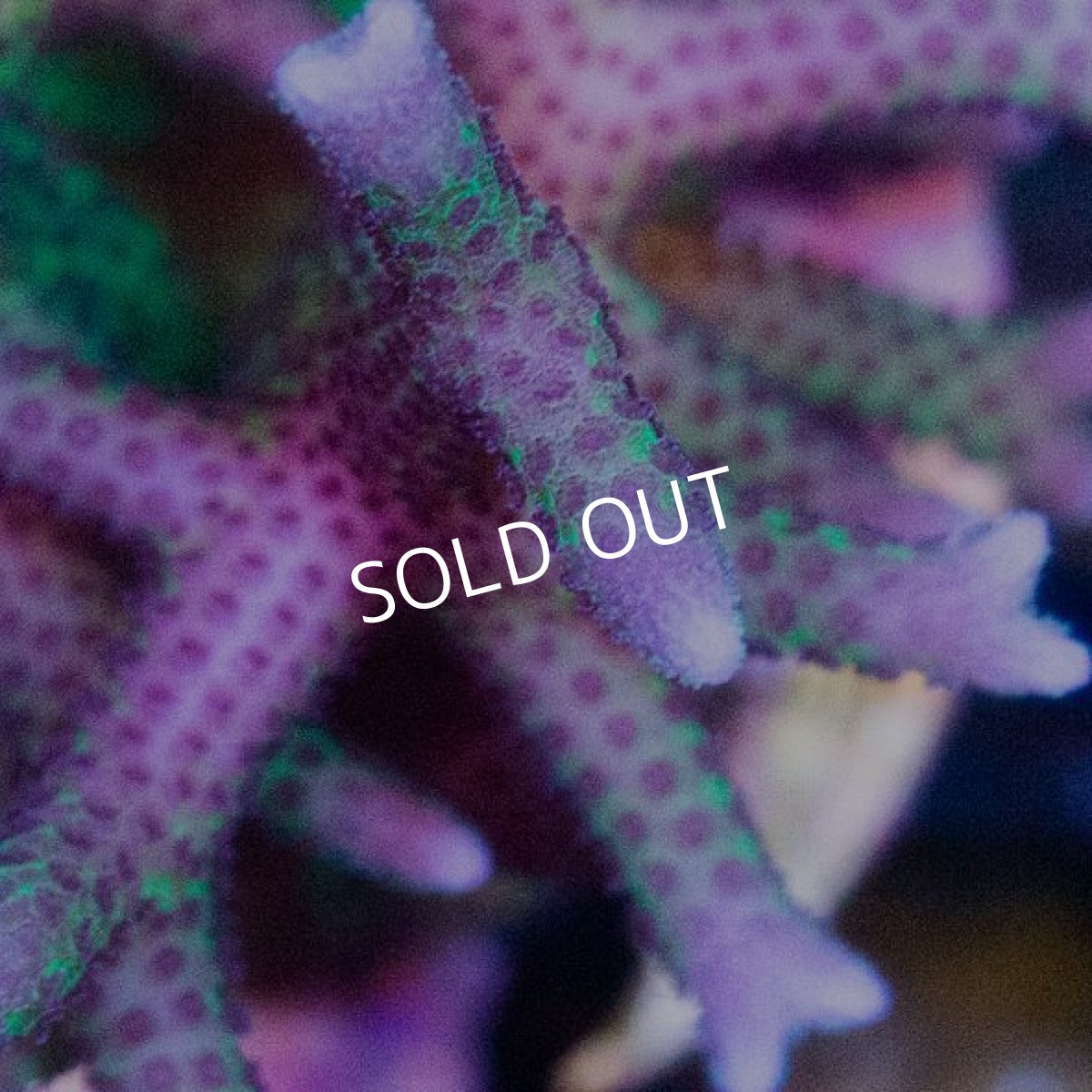 画像2:  CE Seriatpora Pink Birds Nest (2)