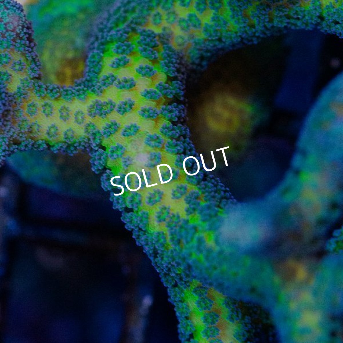 画像3: CE Seriatpora Bird of Paradise (3)