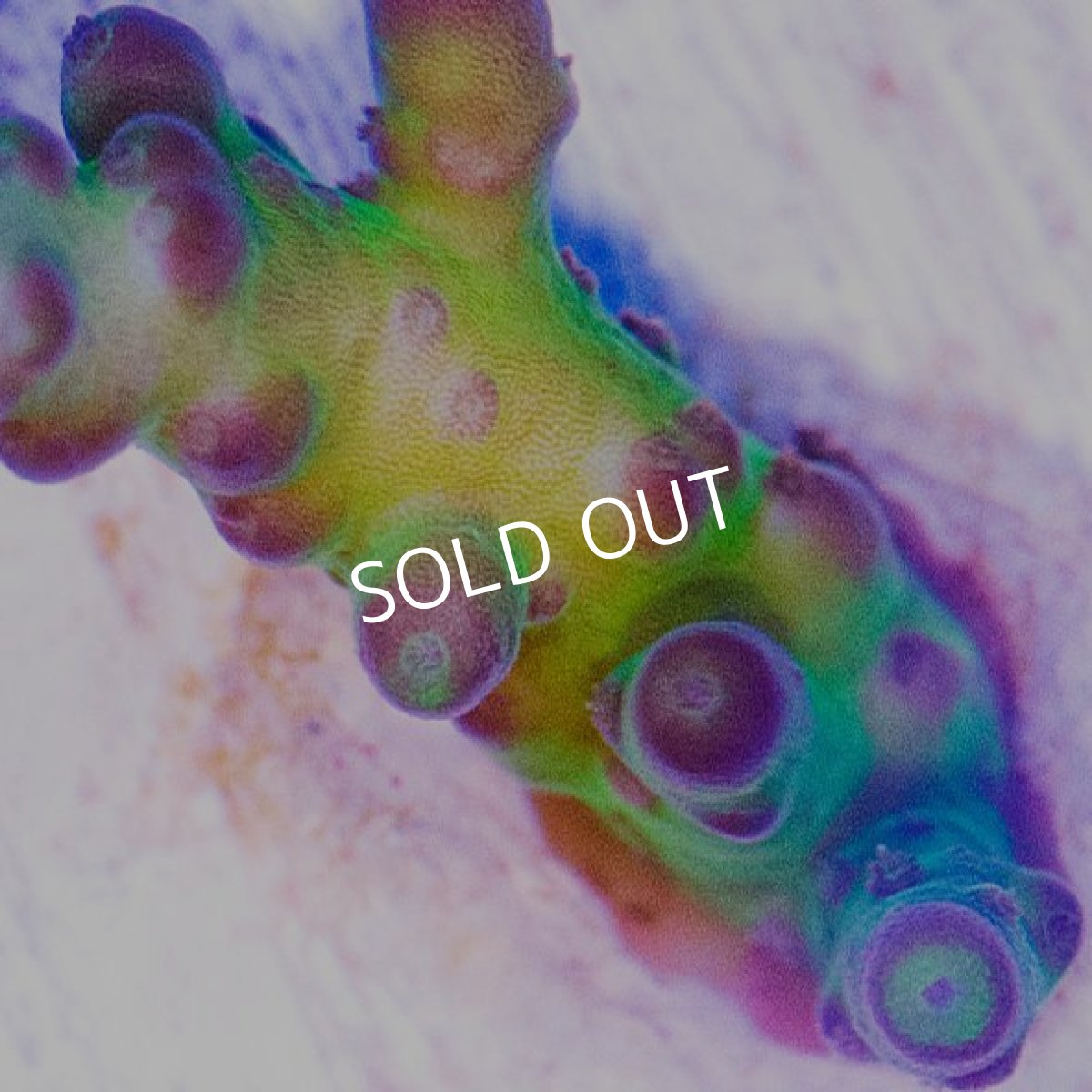 画像4: ■SALE30%OFF■　CE Acro Reverse Park (4)