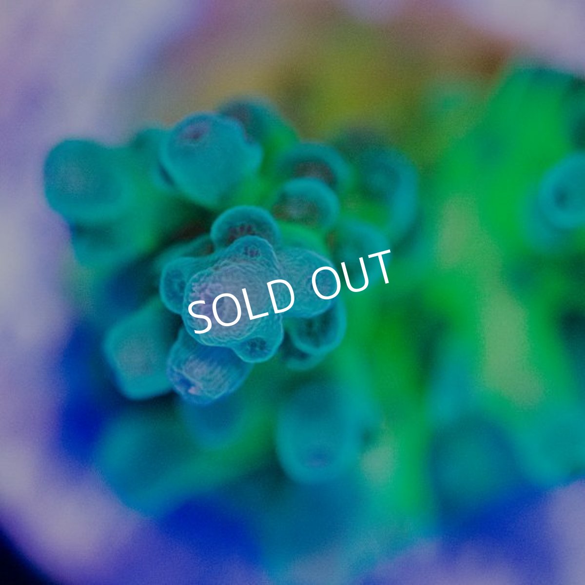 画像2: CE Acro Peacock (2)