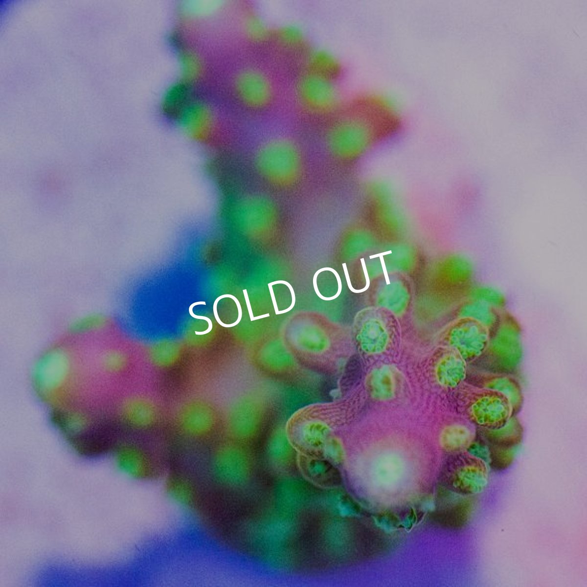 画像2: CE Acro Pink Paletta (2)