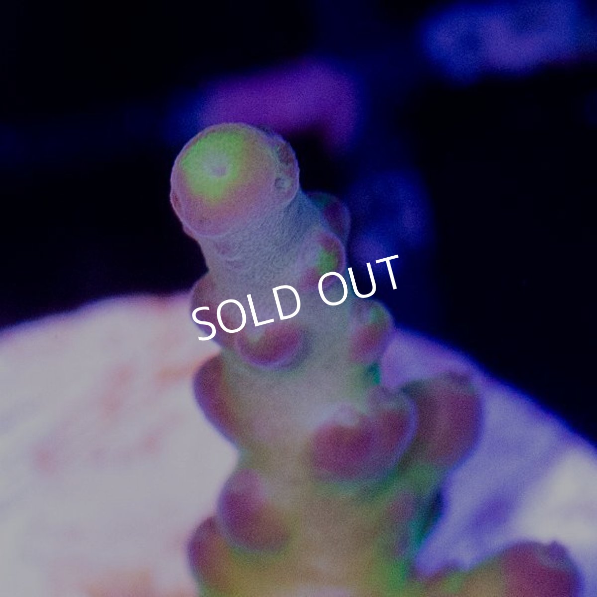 画像3: ■SALE30%OFF■　CE Acro Reverse Park (3)