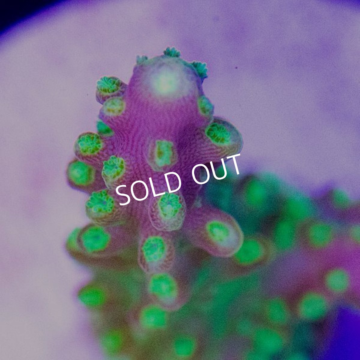 画像3: CE Acro Pink Paletta (3)