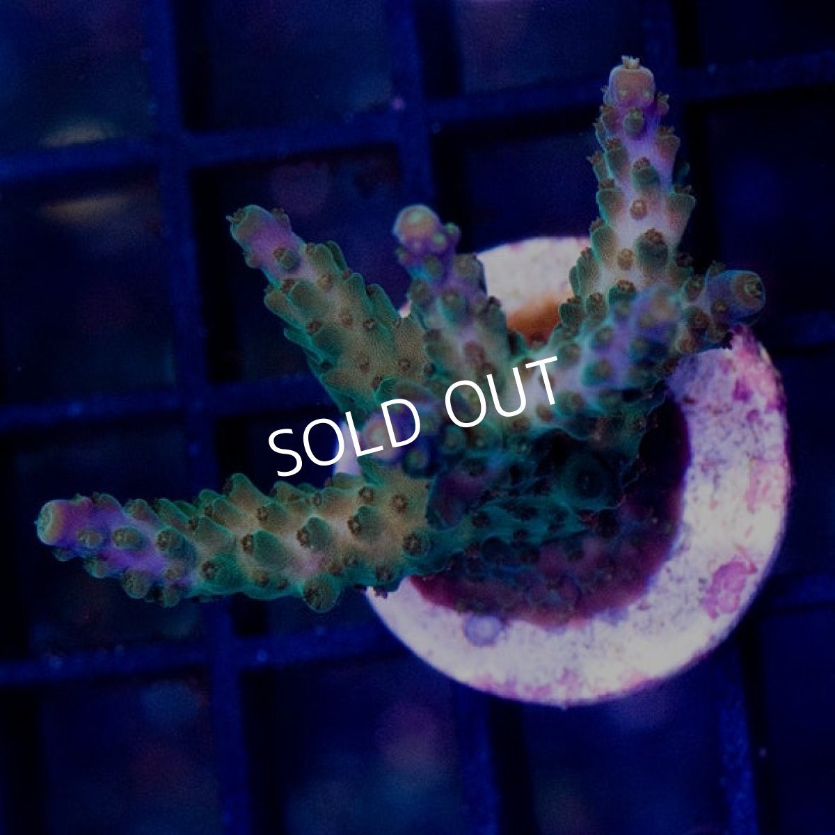 画像3:  CE Acro Green Purple Meanie (3)