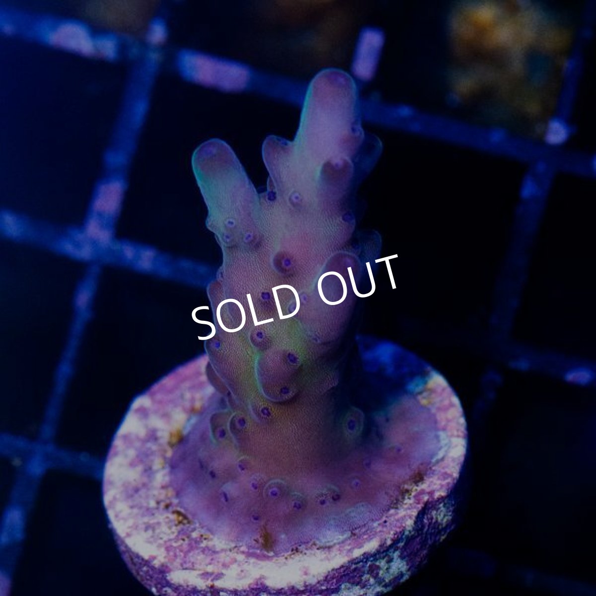 画像3: CE Acro Loripes Pirple (N's Crazy Sexy) (3)