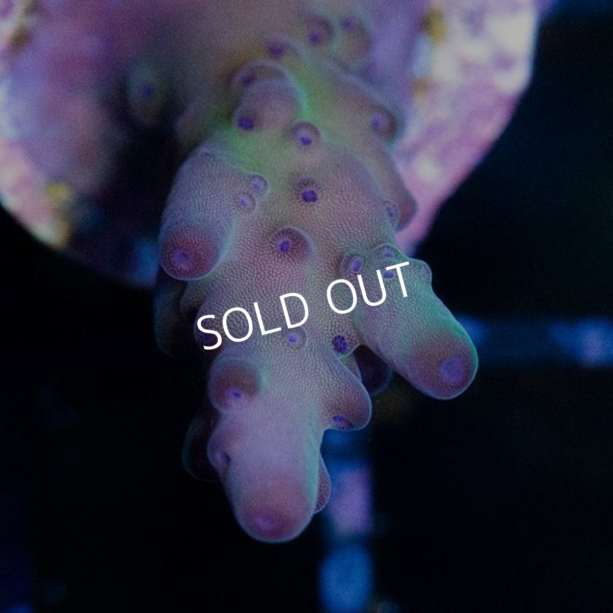 画像4: CE Acro Loripes Pirple (N's Crazy Sexy) (4)