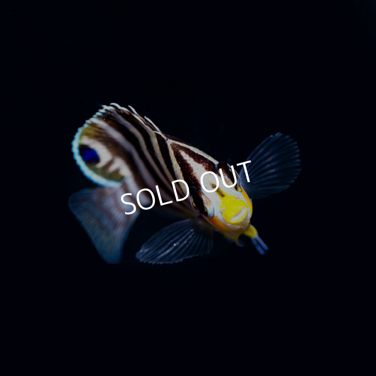 画像2: シマヤッコ ブリード No.2 (2)