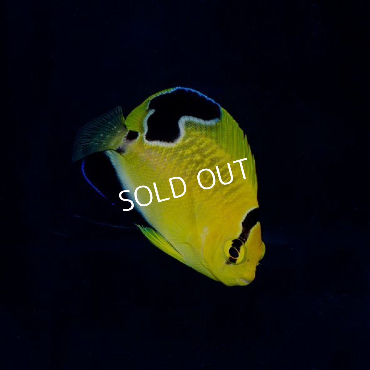 画像2: ゴールドフレークエンゼル ブリード  (2)