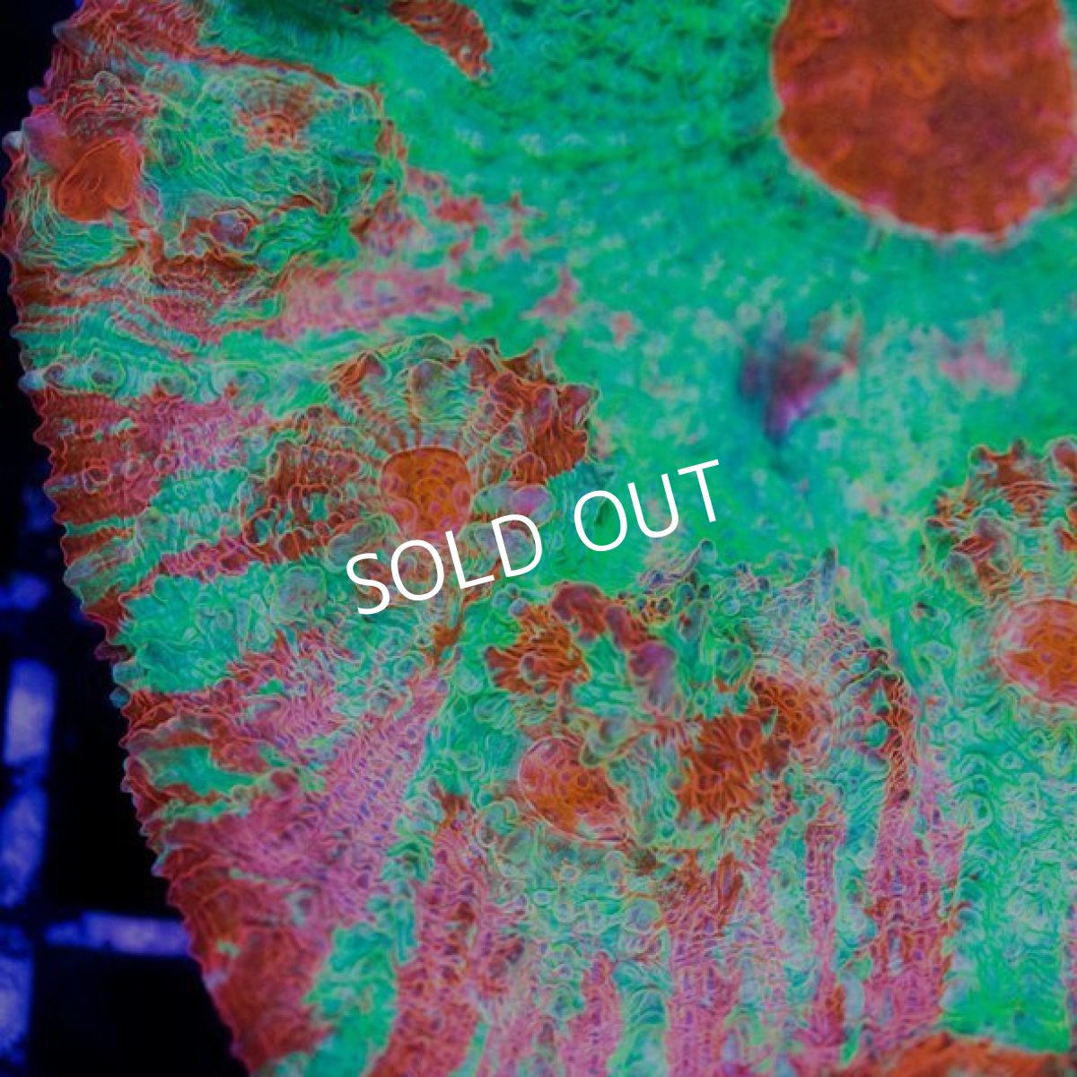 画像2: IF キッカサンゴ No.1 (2)