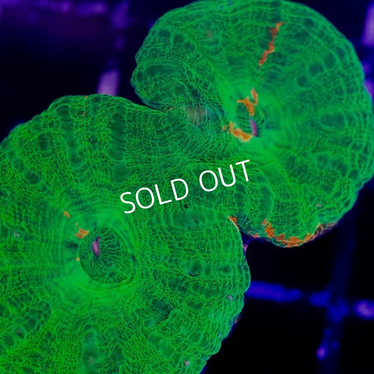 画像3:  IF スコリミア Green DoubleHead (3)