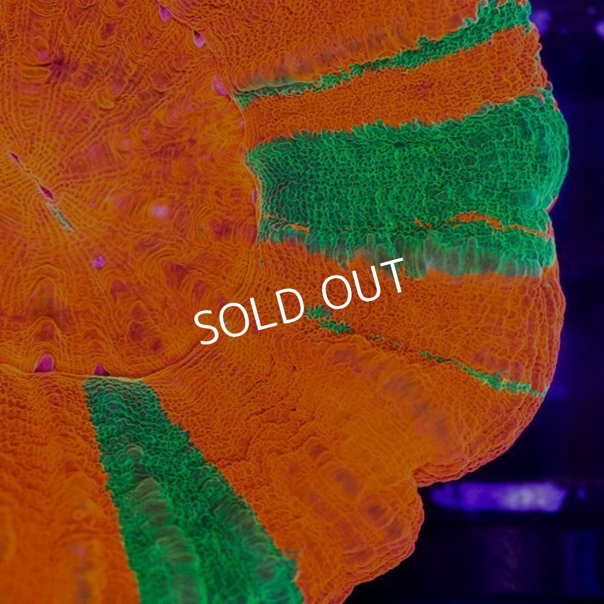 画像2:  IF スコリミア　Bleeding Apple (2)