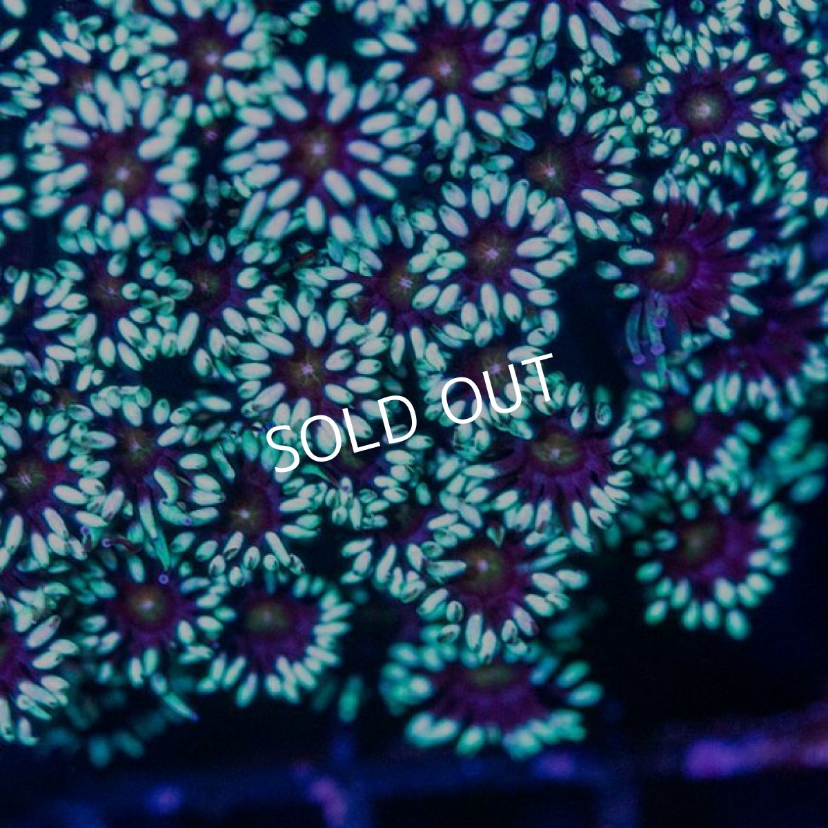 画像3: IF ハナガササンゴ　No.１ (3)