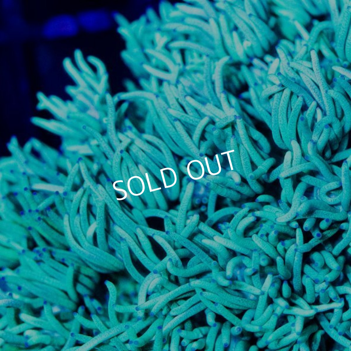 画像2: IF ハナガササンゴ　No.２ (2)