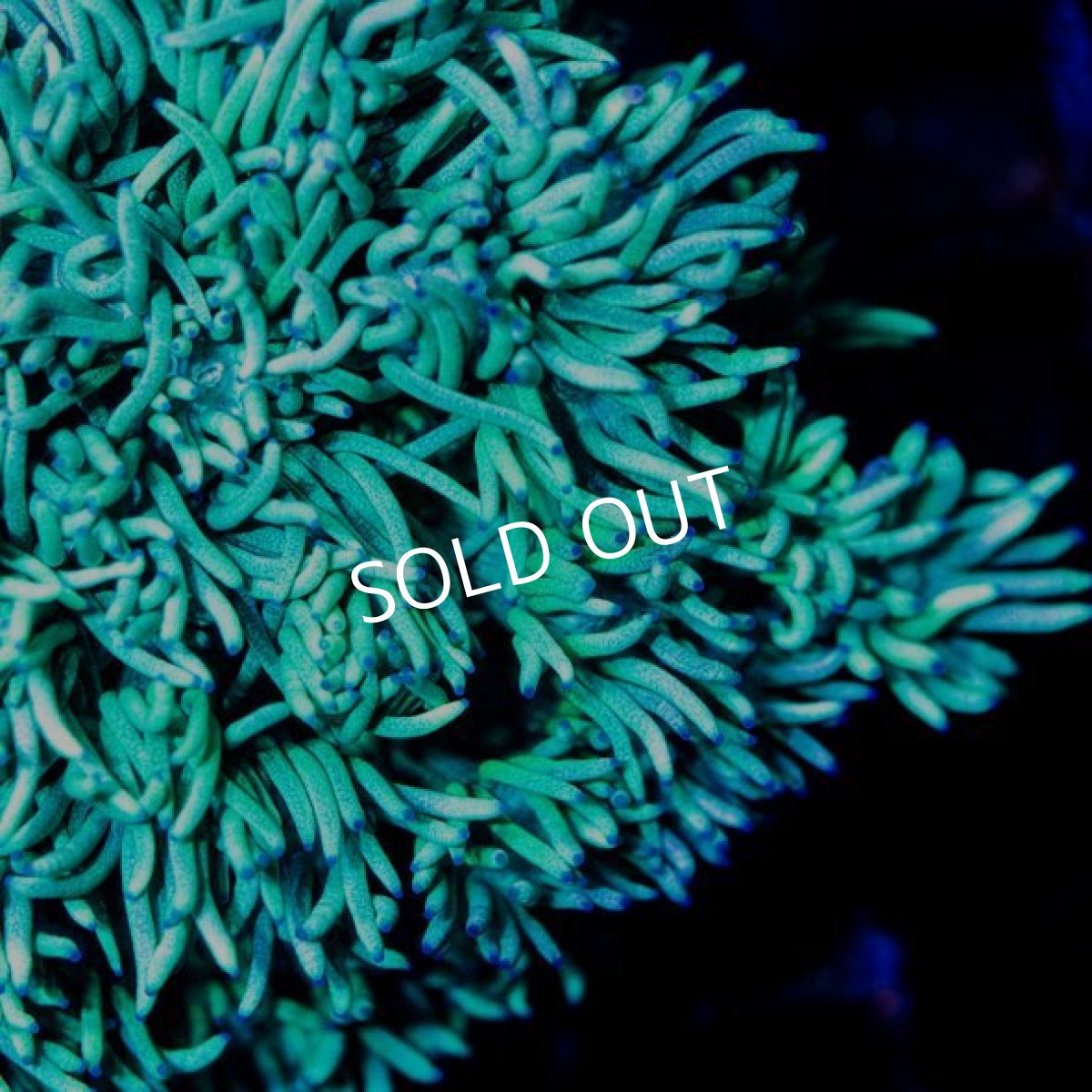 画像3: IF ハナガササンゴ　No.２ (3)