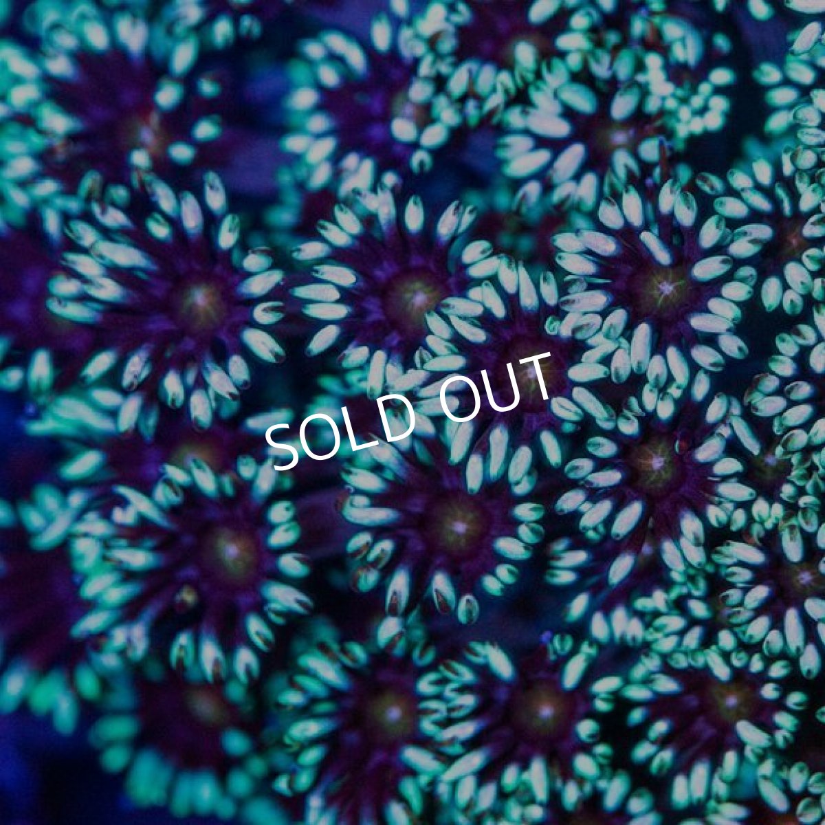 画像2: IF ハナガササンゴ　No.１ (2)