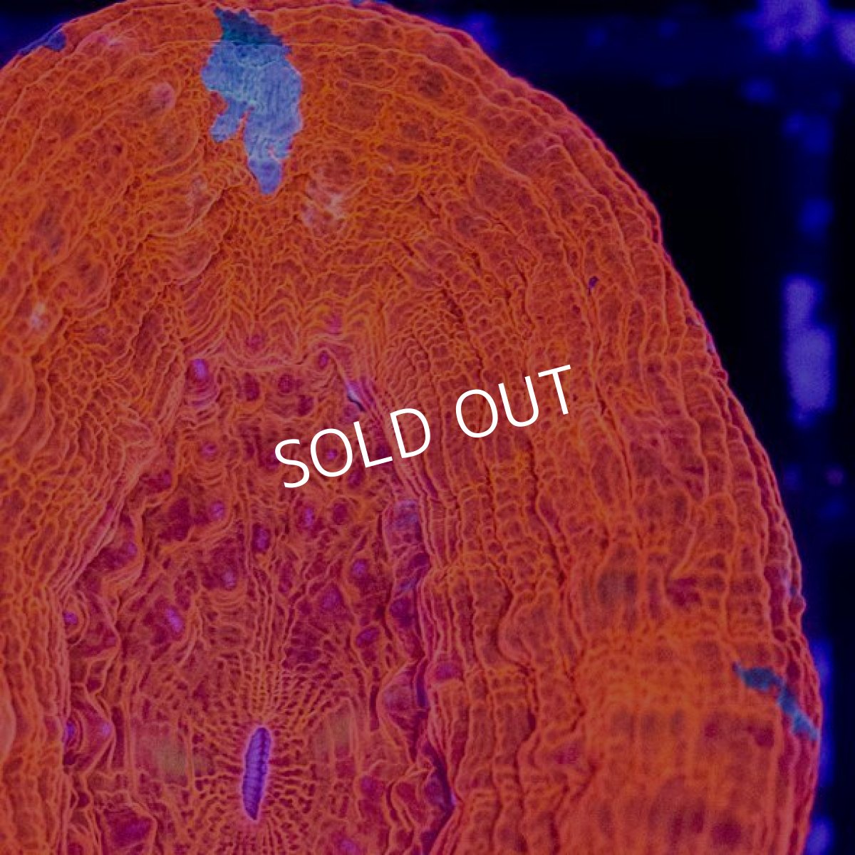 画像2:  IF スコリミア Red (2)