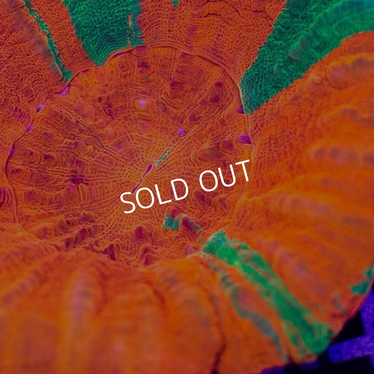 画像3:  IF スコリミア　Bleeding Apple (3)