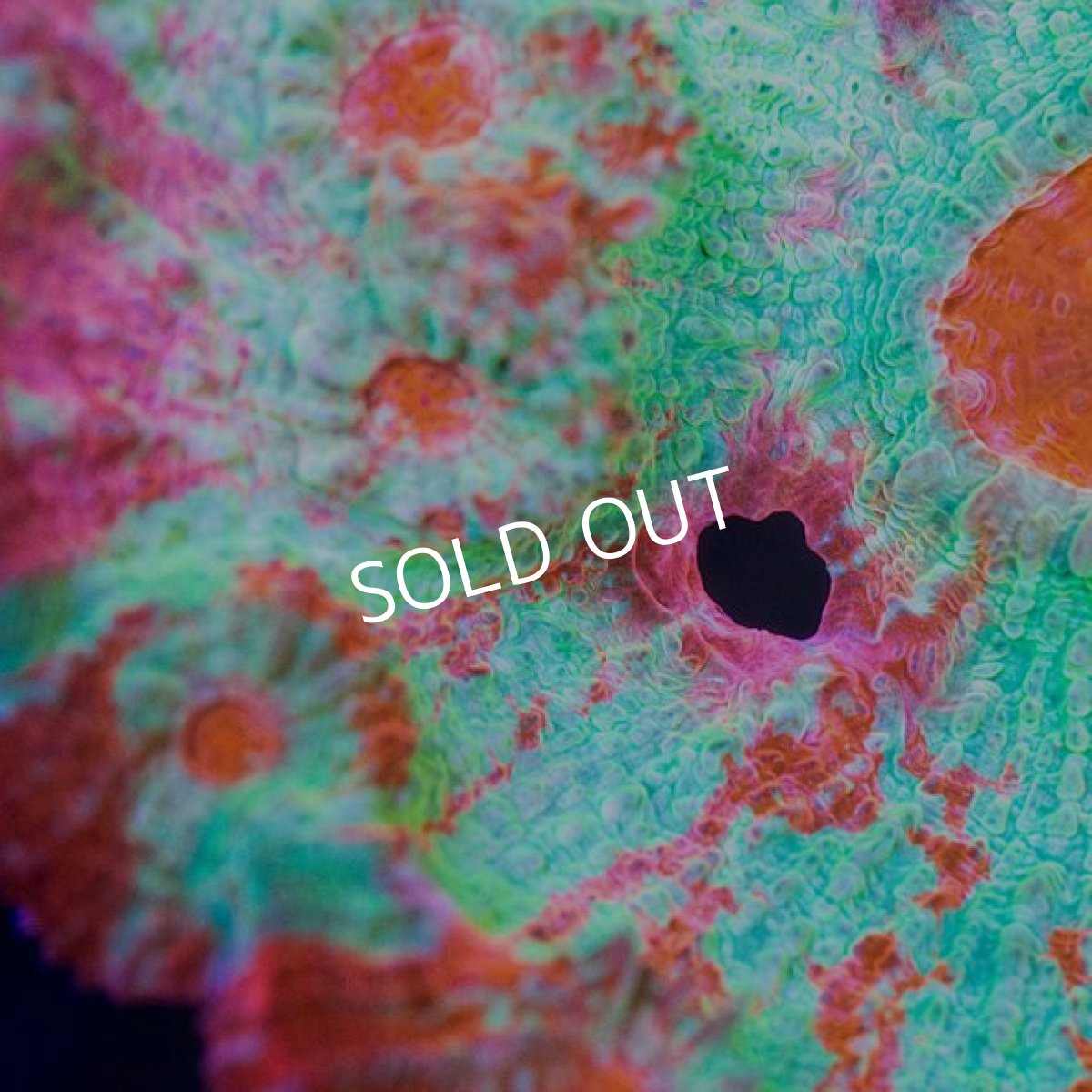 画像3: IF キッカサンゴ No.1 (3)