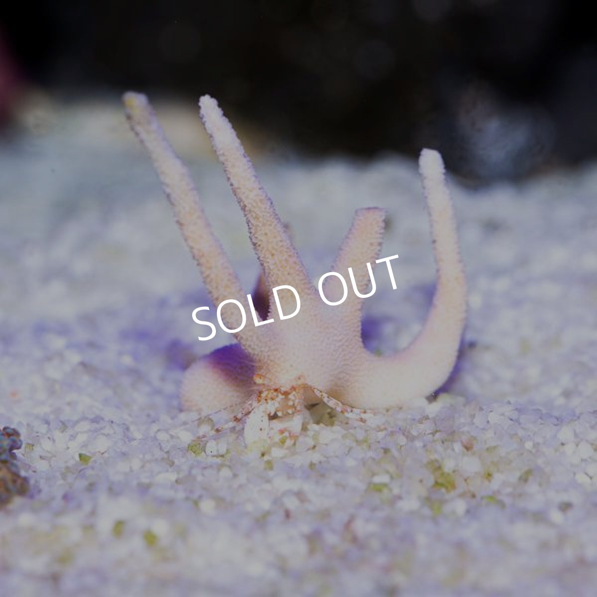 画像2: スタッグホーンハーミットクラブ (2)