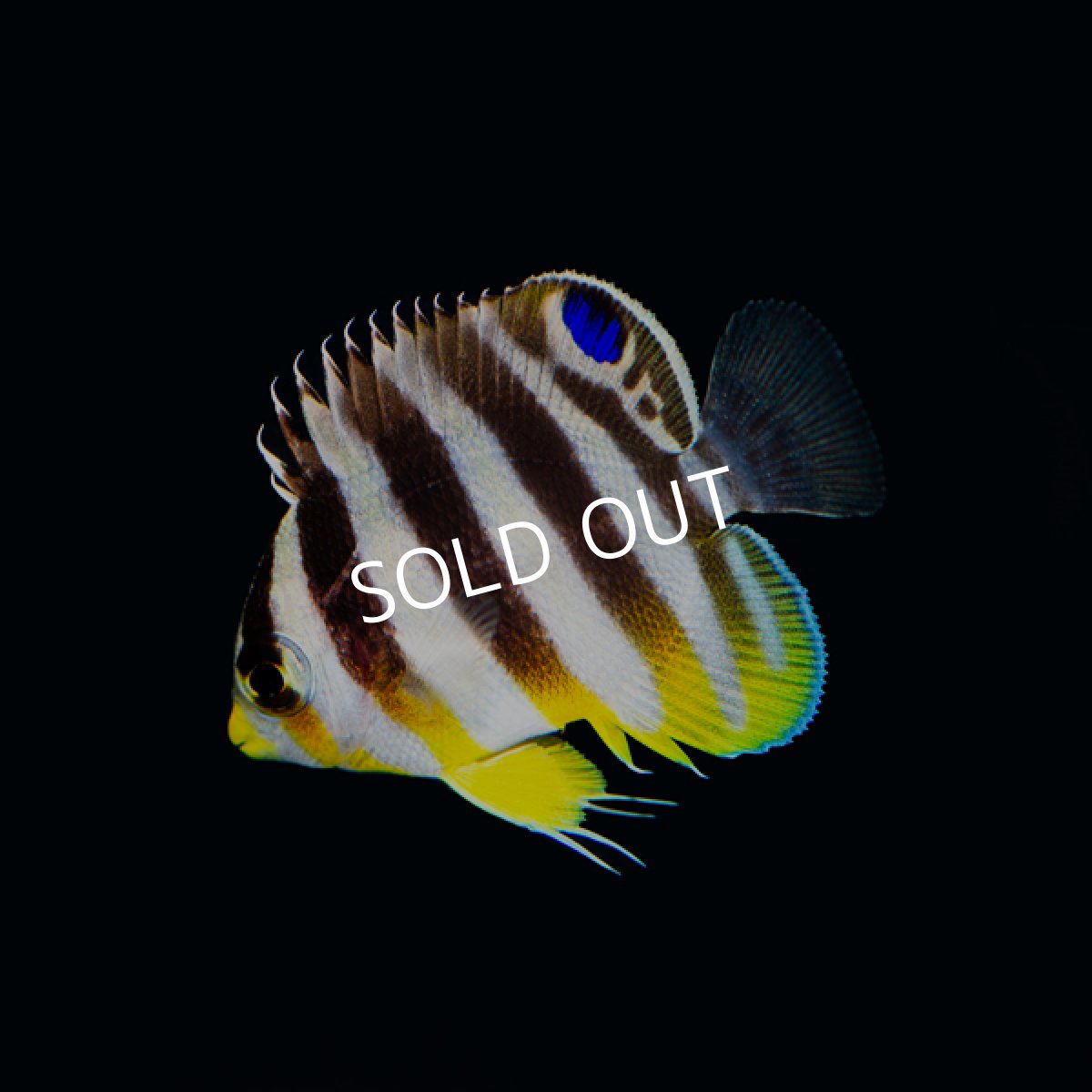 画像2: シマヤッコ　ブリード  (2)