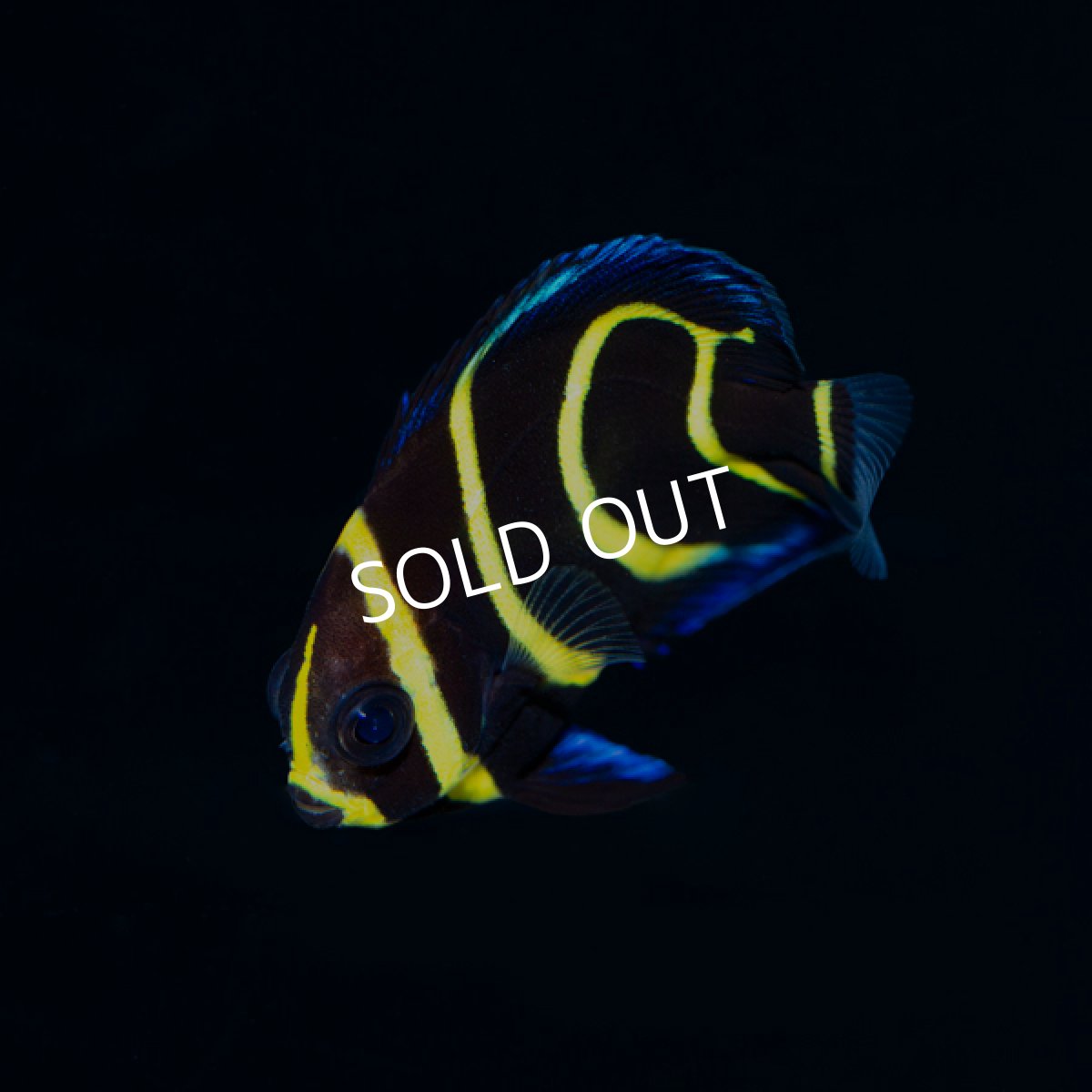 画像3: ■SALE■ コルテツエンゼル S　ブリード  (3)