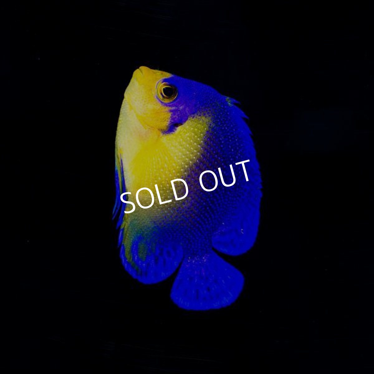 画像3: スミレヤッコ　M　八重山産 (3)