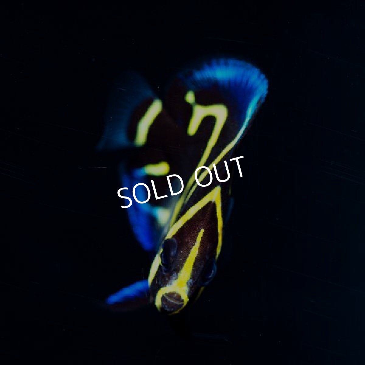 画像2: ■SALE■ コルテツエンゼル S　ブリード  (2)