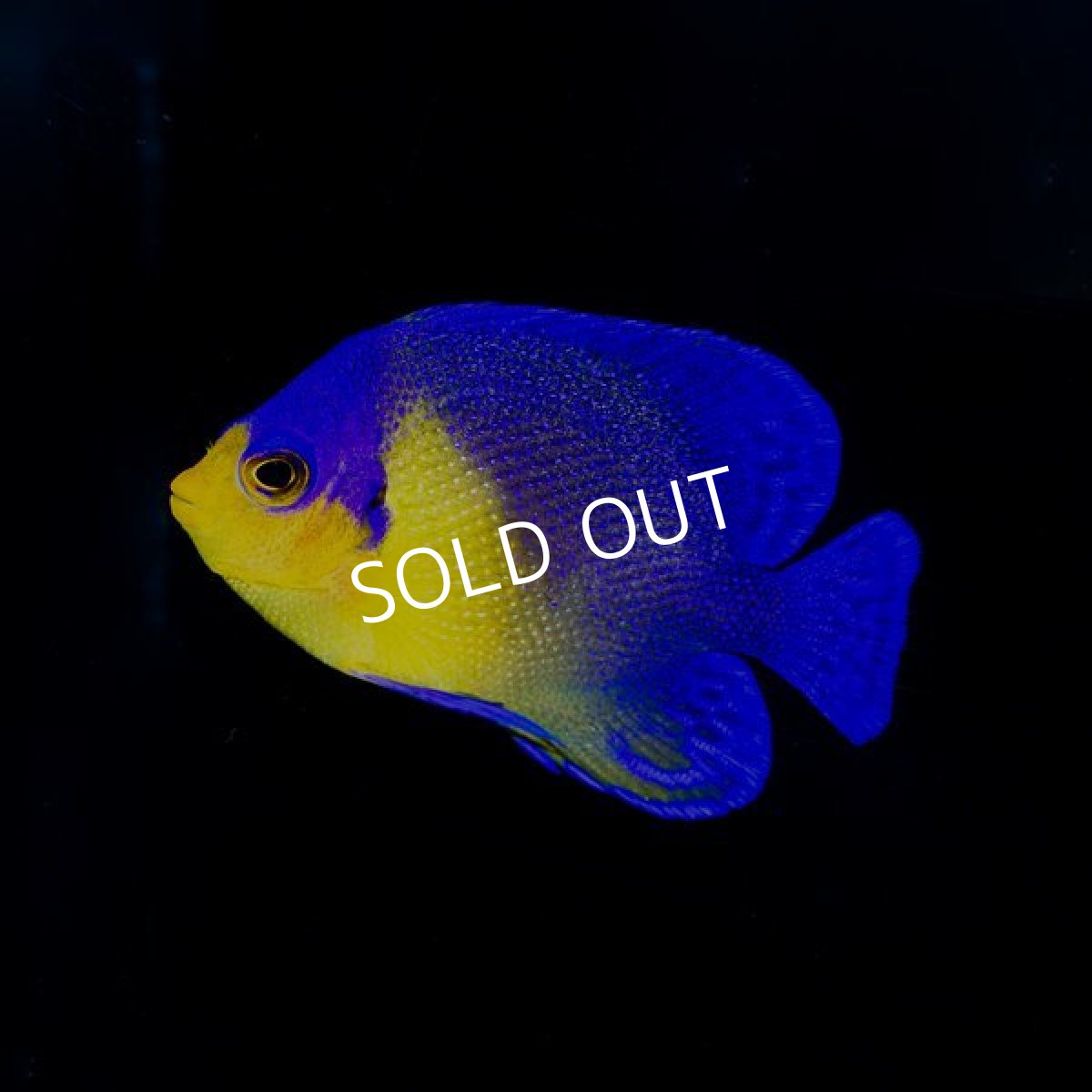 画像2: スミレヤッコ　M　八重山産 (2)