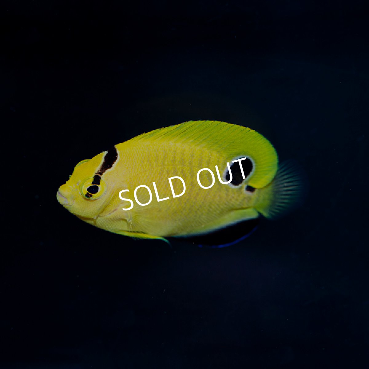 画像2: ゴールドフレークエンゼル　ブリード  (2)