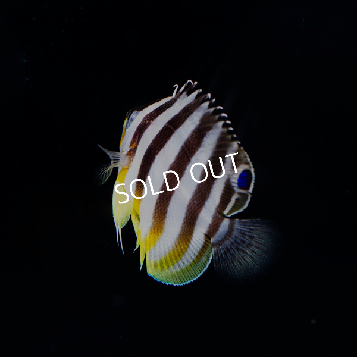 画像4: シマヤッコ　国産ブリード  (4)