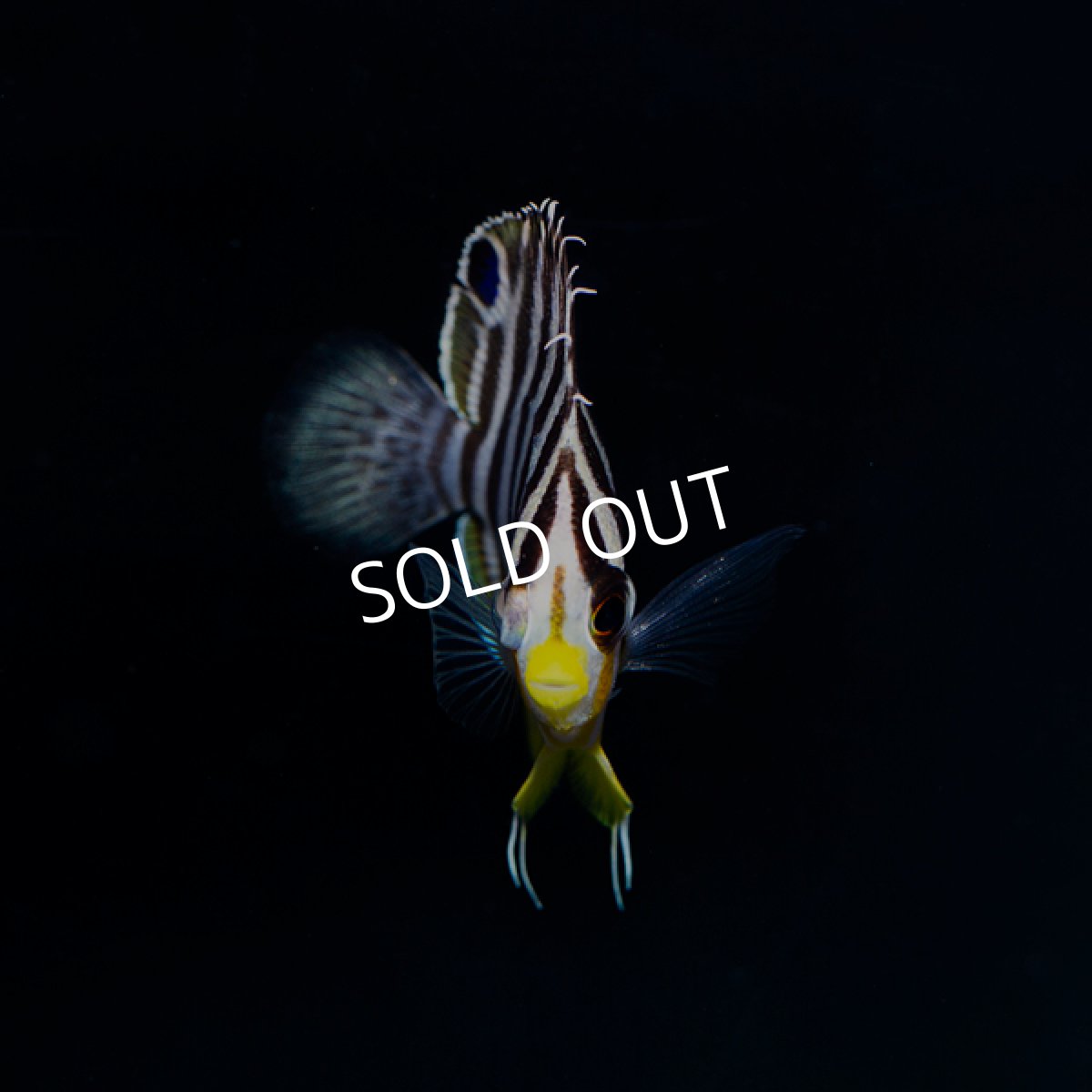 画像3: シマヤッコ　国産ブリード  (3)