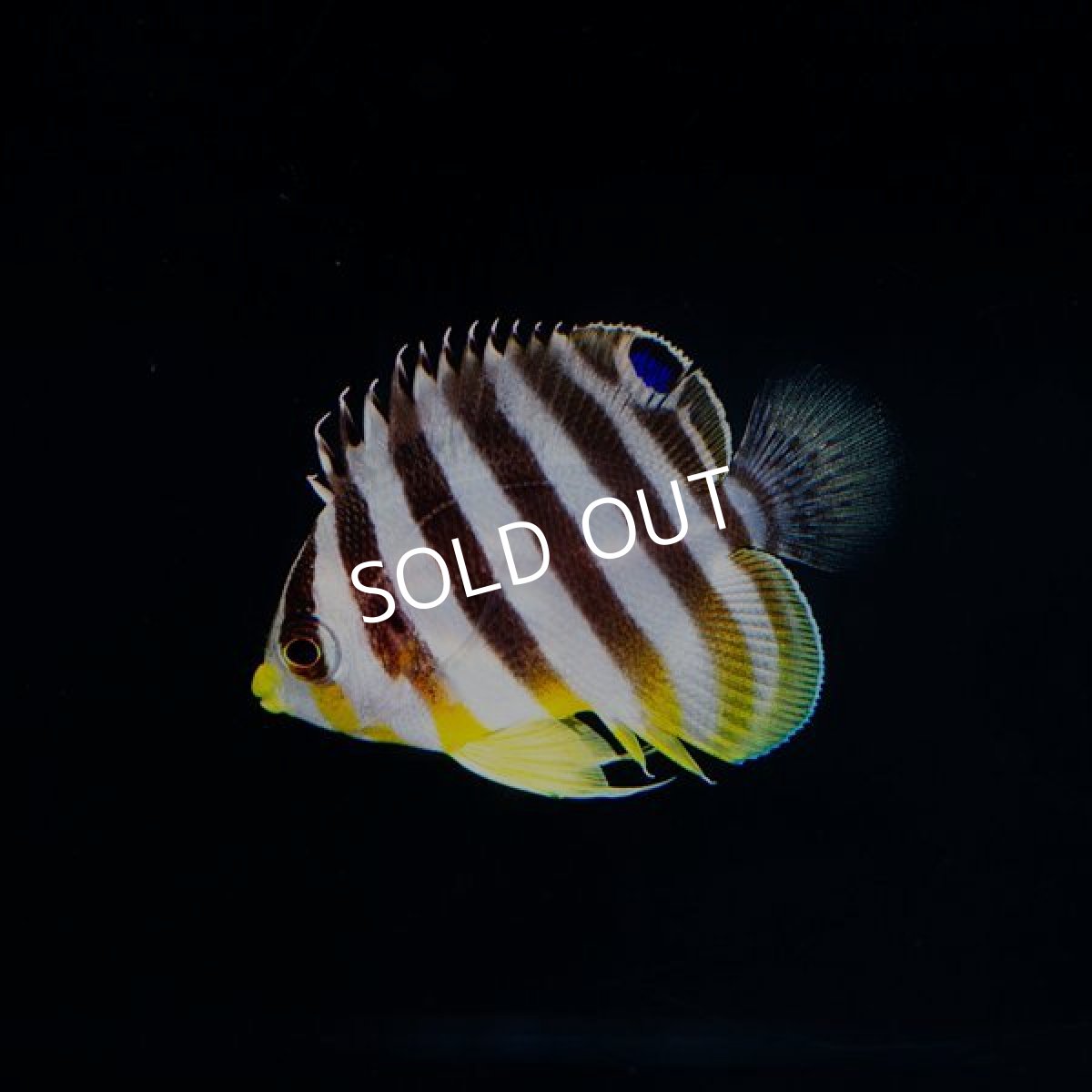 画像2: シマヤッコ　国産ブリード  (2)