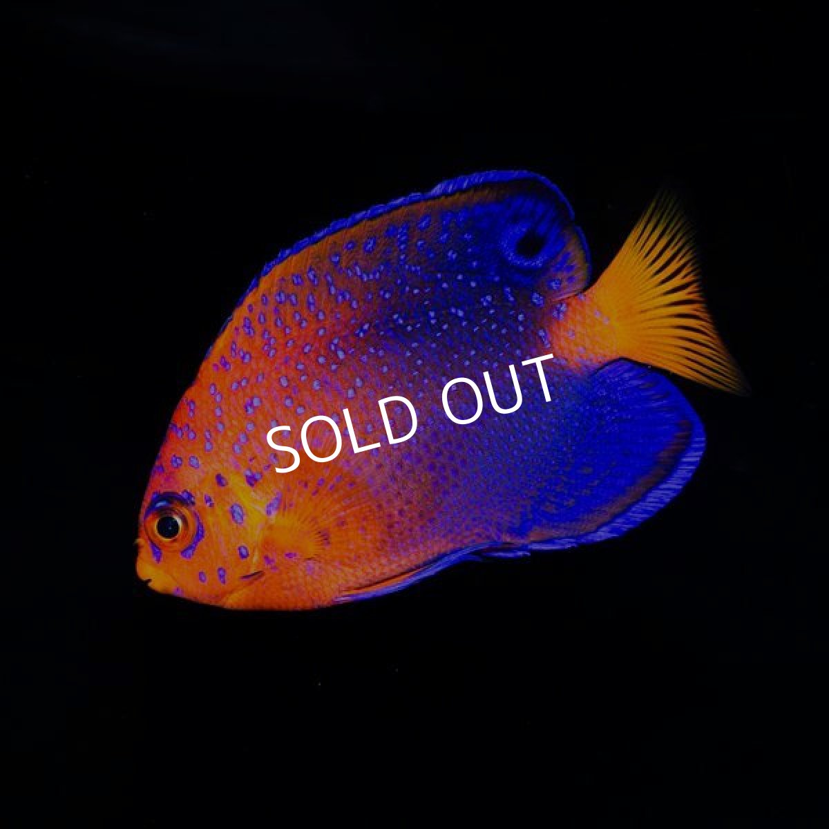 画像2: レンテンヤッコ SM  (2)